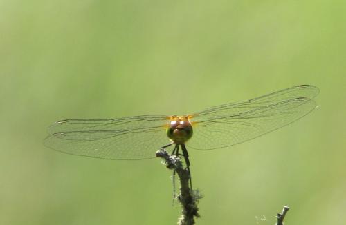 Réf. 195 385 : Sympetrum sp.